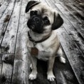 /album/fotogaleria/a60-dog-puppy-puppy-dog-jpg/
