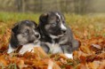 /album/fotogaleria/canis-lupus-familiaris-pes-domaci-stenata-veclov-u-slavonic-653-jpg/