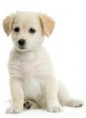 /album/fotogaleria/dog-jpg/