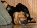 /album/fotogaleria/pes-domaci-9-5112-jpg/